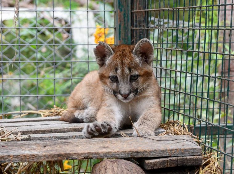 Los pumas bebés fueron rescatados y trasladados al Centro de Rescate e Interpretación de Fauna La Esmeralda Foto: Facebook Ambiente Santa Fe