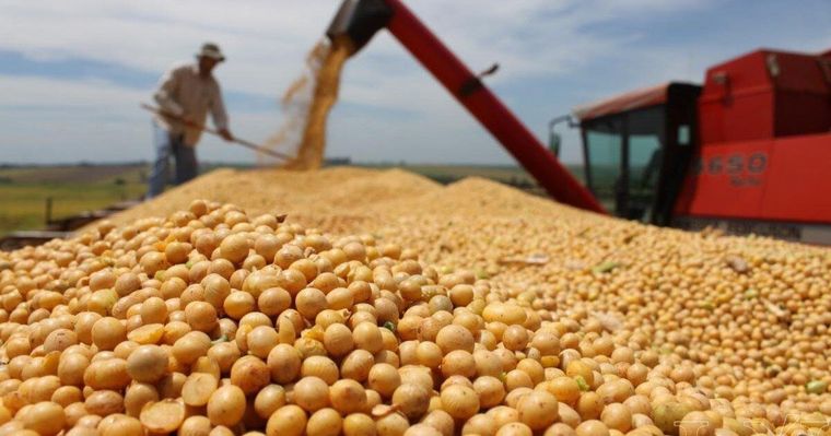 Junto al trigo, al soja tiene la mayor presión impositiva por parte del Estado en sus tres niveles, llegando a caso 7 de cada 10 pesos de la renta sectorial. Foto: Noticias Argentinas