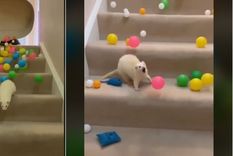 Así reaccionó el hurón.