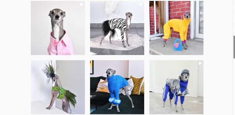 Foto: Instagram Tika The Iggy