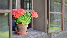 Plantas con flores todo el año Foto: Shutterstock Plantas con flores todo el año Foto: Shutterstock