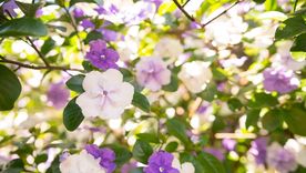 Estas flores se combinan de tal manera que dejan el jardín con perfume y sumamente colorido. Estas flores se combinan de tal manera que dejan el jardín con perfume y sumamente colorido.