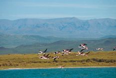 El bello paisaje de Laguna Llancanelo con aves migratoras.