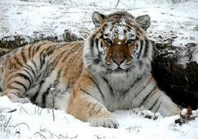Los hambrientos felinos no tuvieron reparos a la hora de comerse a su compañero de cinco años. Foto: Web