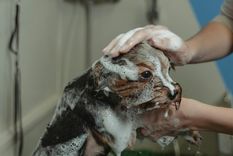 Conoce por qué estas razas son más limpias Foto: Archivo MDZ