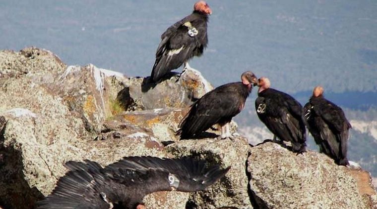 Ejemplares de cóndores californianos. Foto: PennLive.