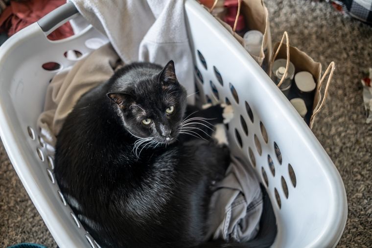 El olor de la ropa funciona como un calmante natural que ayuda a tus mascotas a relajarse. Foto: Shutterstock El olor de la ropa funciona como un calmante natural que ayuda a tus mascotas a relajarse. Foto: Shutterstock