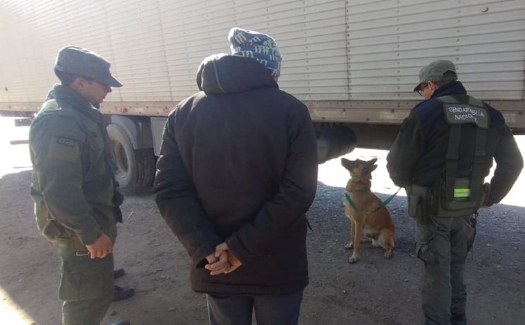 Minos, el perro antinarcóticos de Gendarmería que detectó los 40 kilos de pasta base en un camión proveniente de Bolivia