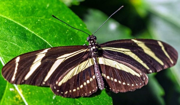 Ejemplar de Zebra Heliconian, que habita en el suroreste de Estados Unidos. Foto: Dpa.