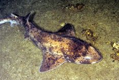 Duerme un tiburón Cephaloscyllium laticeps, en Australia. Foto: Universal ImagesGroup Gettyimages.ru