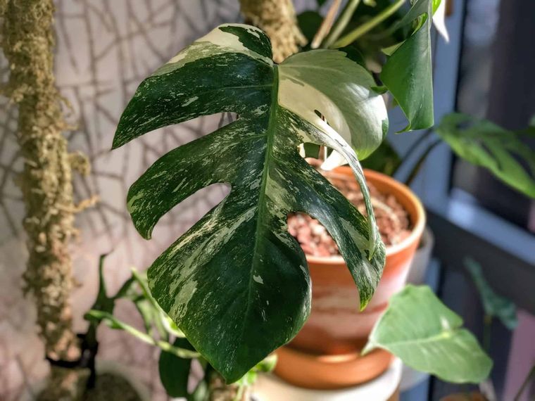 Monstera variegata es una planta ideal para decorar interiores. Foto: plantophiles