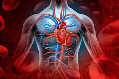 CIRCULACIÓN SANGUÍNEA El corazón envía sangre a todo el cuerpo Foto: ARCHIVO