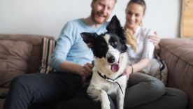 La conexión dueños y mascotas es muy poderosa, y esto desprende a una terapia canina basada en masajes a nuestros perros. Foto: SHUTTERSTOCK