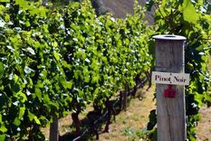 Pinot Noir: un vino elegante.