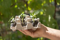 JARDÍN El cartón puede ser útil para el cuidado de las plantas Foto: SHUTTERSTOCK