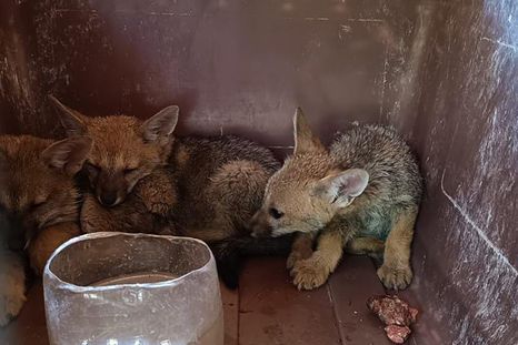 Tres cachorros de zorro gris fueron trasladados al Ecoparque