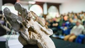 descubren en la patagonia al abuelo de los lagartos, una especie unica de la era de los dinosaurios descubren en la patagonia al abuelo de los lagartos, una especie unica de la era de los dinosaurios