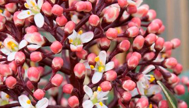 Skimmia japónica es una de las plantas elegidas para cambiar la energía del hogar.