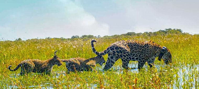 En el norte argentino este destino natural atrae a turistas de todo el mundo, Foto: Tomkins Conservation