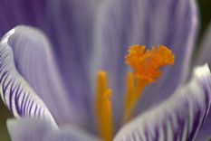 Rosa de Azafrán. En Argentina se cultiva en Mendoza, Córdoba y Salta:&nbsp; Y la producción anual es de&nbsp; 3.345 kilos. Pexeks.com