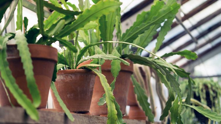 Las macetas de cerámica no solo duran más tiempo que las de plástico sino que también resisten más al calor y mantienen mejor la humedad en la tierra. Foto: Pexels.com