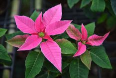 Jardín Cómo cuidar la princettia Foto: Shutterstock