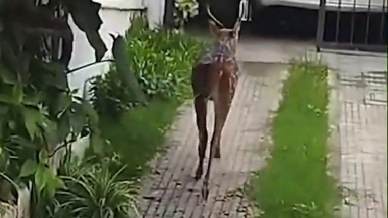 El ciervo fue rescatado por la Patrulla Ambiental cuando se refugió en la cochera de una vivienda. Foto: Captura de video