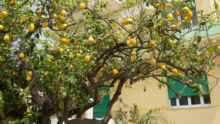 Sus raíces poco invasivas y su tamaño moderado convierten este árbol en ideal para casas con poco espacio. Foto: Shutterstock