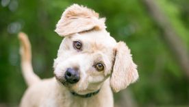 MASCOTAS Foto: SHUTTERSTOCK