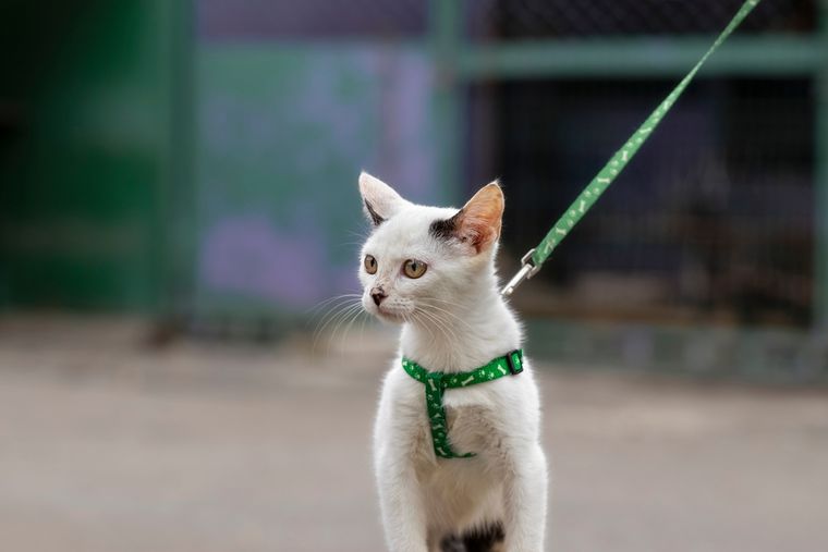 Cada vez más gatos salen a pasear con arnés: una práctica que puede mejorar el bienestar de tus mascotas. Foto: Shutterstock