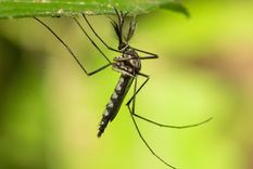 Encuentran por primera vez mosquitos en Islandia, el último país libre de estos insectos