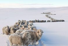 La nieve se derritió y aparecieron cientos de ovejas muertas en los campos de la provincia de Santa Cruz. Foto: Foto: Ejército Argentino La nieve se derritió y aparecieron cientos de ovejas muertas en los campos de la provincia de Santa Cruz. Foto: Foto: Ejército Argentino
