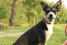 Si encuentras una garrapata en tu mascota, debes retirarla de inmediato Foto: Shutterstock