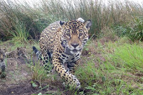 El yaguareté continúa en peligro de extinción en la Argentina. El yaguareté continúa en peligro de extinción en la Argentina.