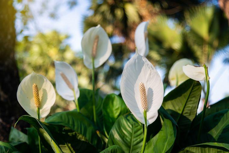 Jardinería. La planta que trae paz. Foto: SHUTTERSTOCK Jardinería. La planta que trae paz. Foto: SHUTTERSTOCK