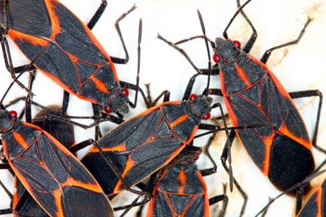 Chinche del arce Chinche del arce