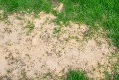 Los beneficios de la arena para el jardín. Foto: Fuente: Shutterstock