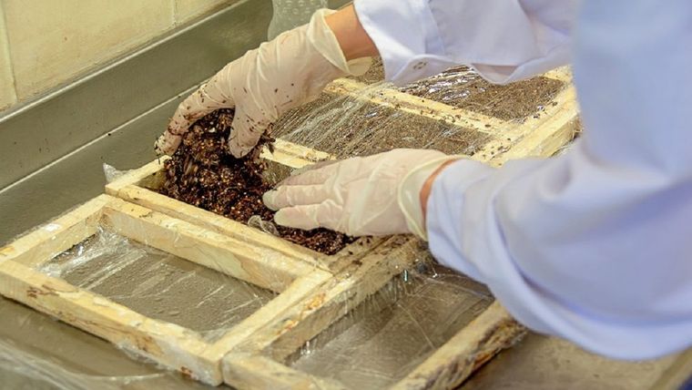 Un equipo del Conicet desarrolla aislantes térmicos y acústicos con restos de poda de vid y hongos para reemplazar materiales contaminantes.