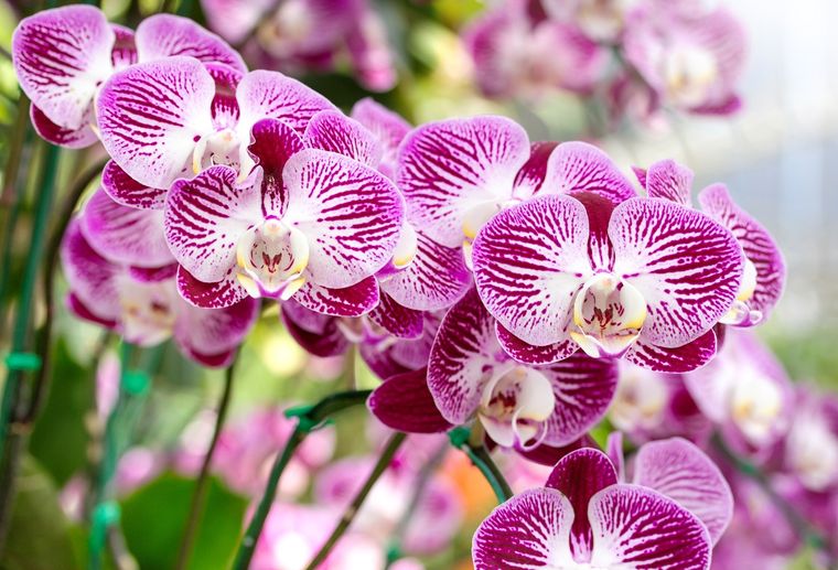 Esta planta es ideal para las mascotas. (orquídea) Foto: Fuente: Freepik