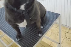 Ana es una perra callejera rescatada del refugio La Casita de Lula. Ana es una perra callejera rescatada del refugio La Casita de Lula.