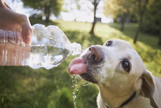 Los sintomas para detectar que tu perro sufre un golpe de calor. Foto: Shutterstock