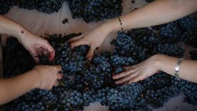 La presencia de la mujer en la vitivinicultura todavía es minoritaria. La brecha de género marca que solo dos de cada diez enólogos son mujeres.