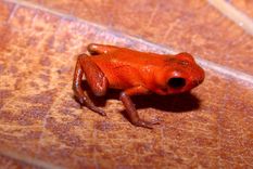 descubrieron una nueva especie de rana venenosa