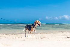 ¿Cómo proteger a tus mascotas del calor en las vacaciones de verano? Foto: Unsplash