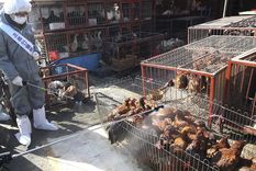 hay decenas de virus extranos en animales salvajes consumidos en china