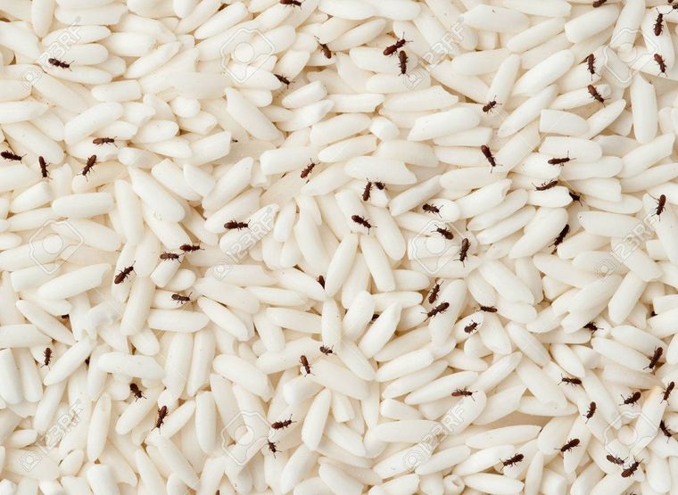 El intendente les dijo a sus vecinos que los gorgojos hacen bien para el cáncer