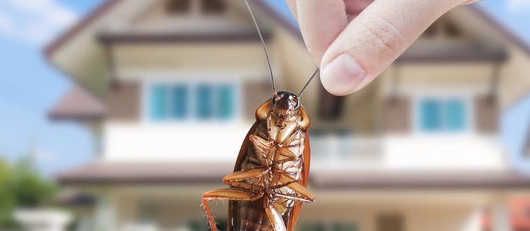 Elimina por completo las cucarachas de tu hogar siguiendo estas recomendaciones Foto: Shutterstock