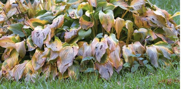 El truco del jardín para ayudar a las plantas. Foto: Shutterstock El truco del jardín para ayudar a las plantas. Foto: Shutterstock