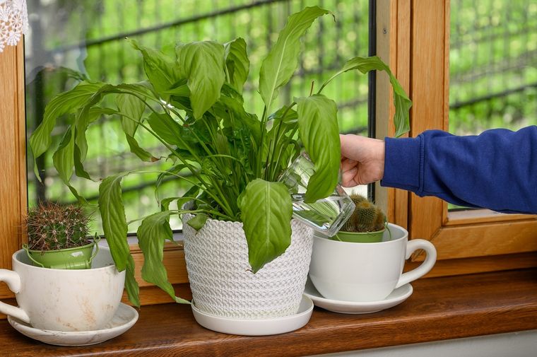 Con este abono casero las plantas no solo crecerán fuertes, sino también sanas Foto: Shutterstock