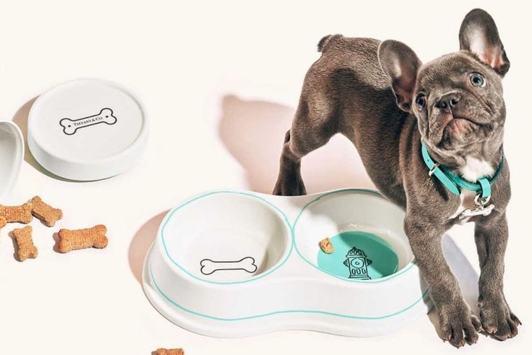 Mascotas Foto: Tiffany-Mascotas